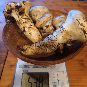 特価!◆ニセコ産◆白松茸(モミタケ)