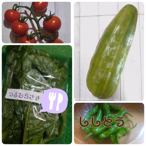 セットでお届け！つるむらさき◎ミニトマト◎はぐらうり◎ししとう◎      