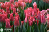 【出品最後チューリップ】ピンク色　ユリ咲き　プリティラブ１０本