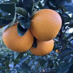 早生八朔 八朔 木成り八朔　和歌山県有田産  家庭用 サイズS以下の混合