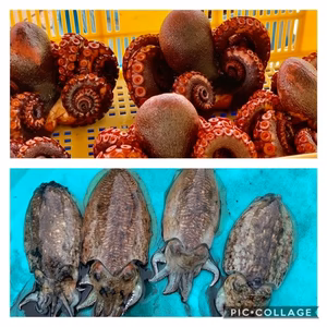 東京湾横須賀産！！　地タコ×イカ　真空パックセット