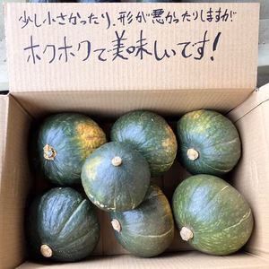 ホクホクがたまらない♪訳あり栗かぼちゃ ダークホース【農薬化学肥料不使用】