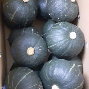 石垣島蜜蜂農園の栗カボチャ