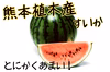 熊本　植木産　大玉スイカ　農家歴49年の両親が作る自慢のすいか