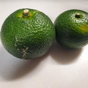 【特別価格　混在品】露地栽培　へべす　約1.8キロ