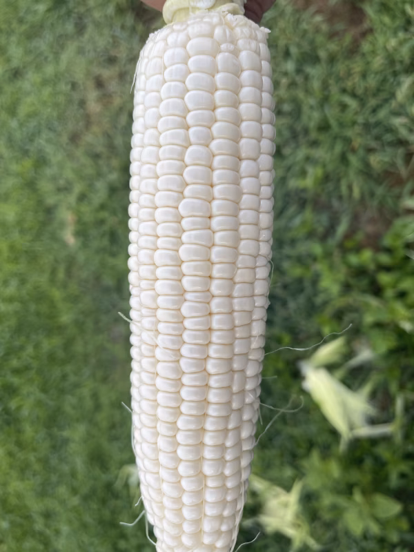 【朝どれ】スイートコーン　白いおおもの　3キロ