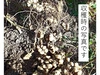 パッと使える！菊芋パウダー150ｇ毎日の炊飯、お味噌汁に手軽に　高知県産　