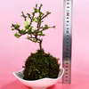 苔玉　長寿梅