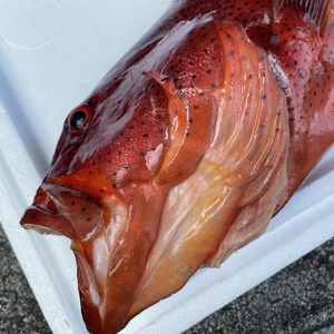【魚突き】スジアラ2.3kg 鱗、内臓処理済