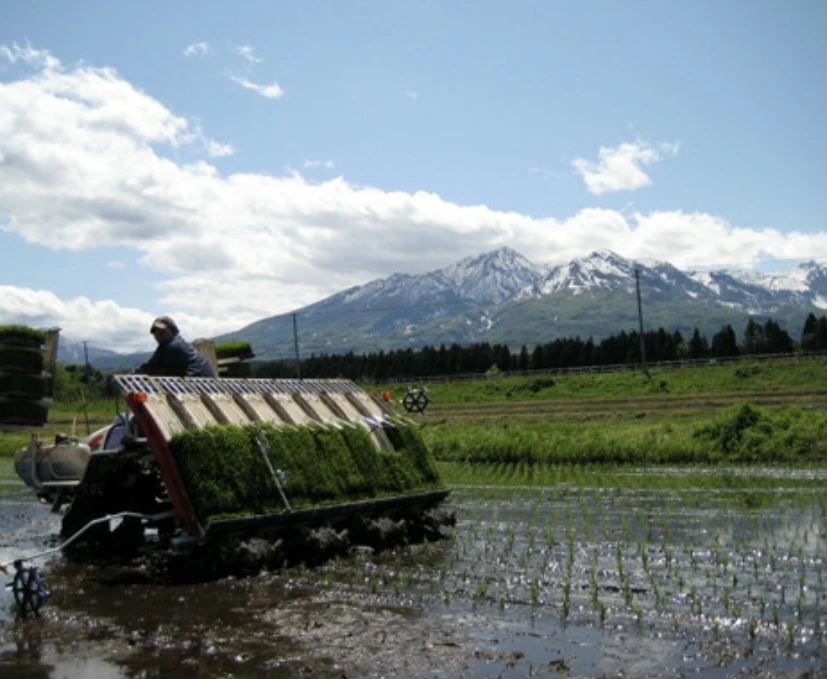 [新米]   新潟県産   コシヒカリ10kg(白米)     令和5年産