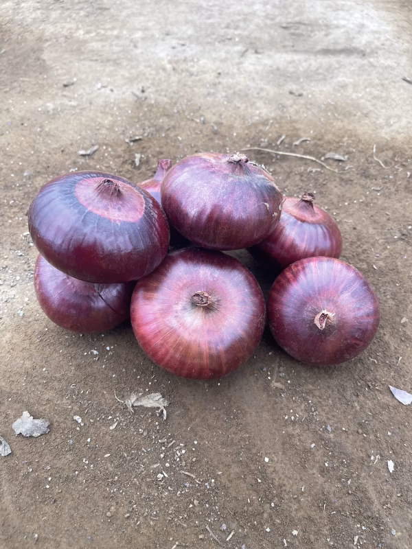 新玉ねぎ！ケルたまルビー！