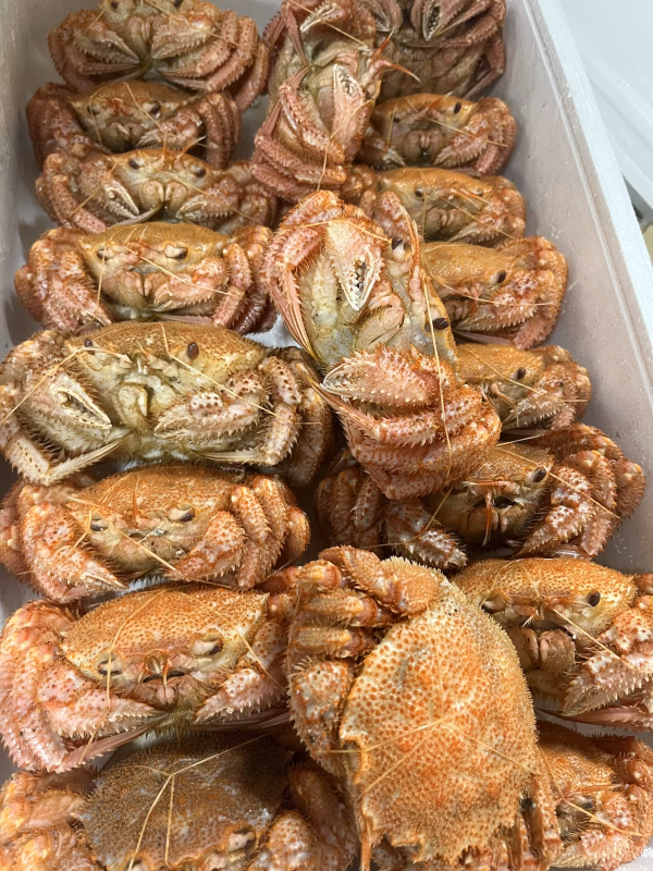 【堅】初物　三陸産　毛蟹　1kg  （4〜5杯入り）