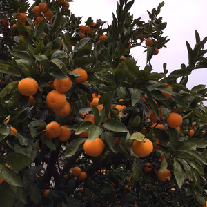 有田みかん Sサイズ