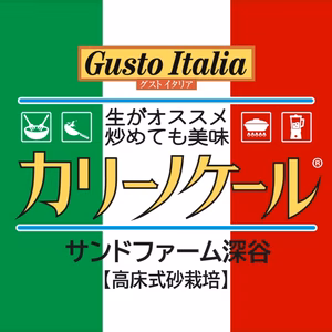 新鮮旨シャキ！苦みナシ！無農薬カリーノケール 4袋（砂栽培）