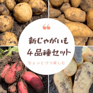 新じゃがいも４品種食べ比べセット