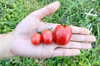 加工に適した固定種トマト「ブラジルミニ」【栽培期間中農薬・化学肥料不使用】