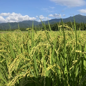 五頭山麗コシヒカリ　　新潟県産コシヒカリ玄米25kg