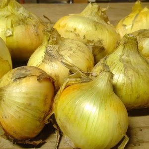 訳あり鹿児島県垂水産新玉ねぎ7kg　桜島の大自然 無農薬有機肥料