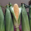 愛知県田原市産　とうもろこし（イエローコーン）