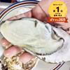 【10％OFF中】急速冷凍 生食用牡蠣★1-13kg 殻付き牡蠣 松島牡蠣屋