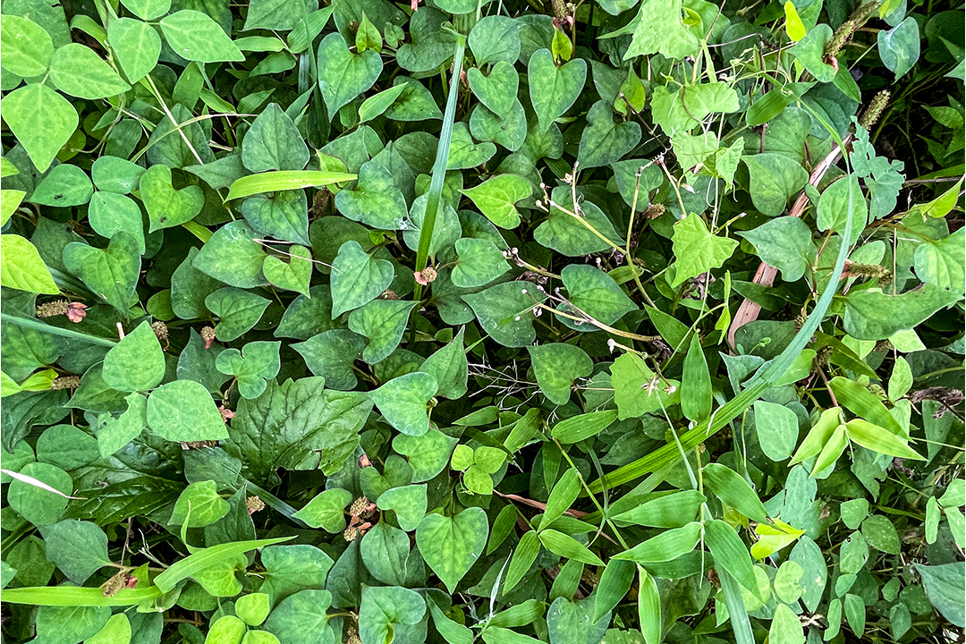 ドクダミチンキにおすすめ】ドクダミの葉 200g ※花なし｜花・観葉植物