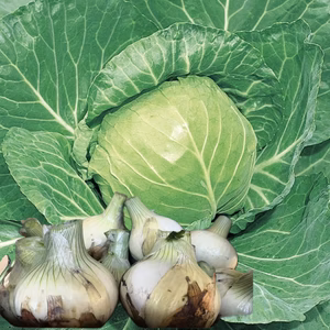 グリーンボールと新玉ねぎ⭐︎