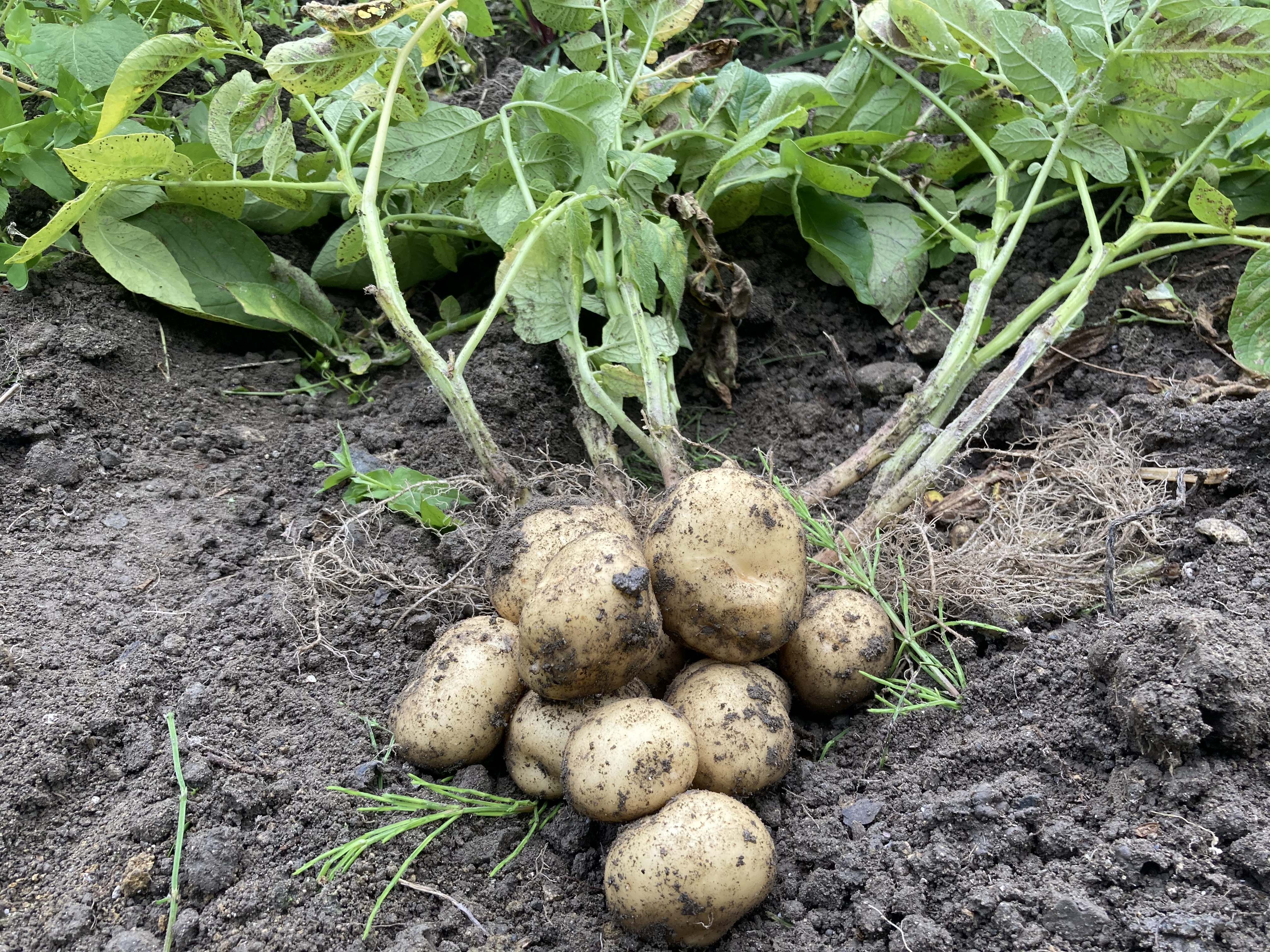 馬鈴薯デジマSサイズ8kg 馬鈴薯デジマSサイズ8kg 楽天市場】じゃがいも