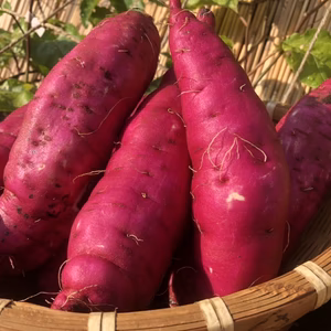 お料理に最適♪新芋紅はるか