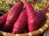 お料理に最適♪新芋紅はるか