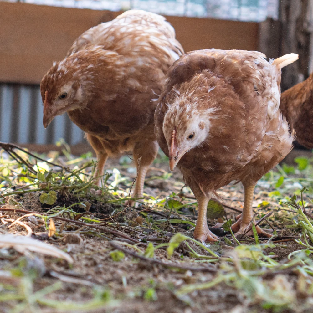 無農薬の米や大豆で育てた平飼い自然卵