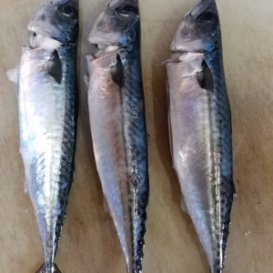 本日限定❗イチマン❗船上活〆セット　5尾　下処理済み