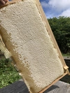 北海道のアカシア蜂蜜とシナ蜂蜜！