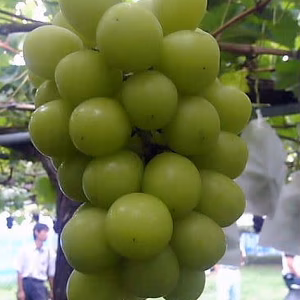 シャインマスカット2kg程度　早めに発送します。　