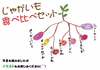 【超多品目栽培】※新じゃがいも※食べ合わせ特典つき(数量限定)