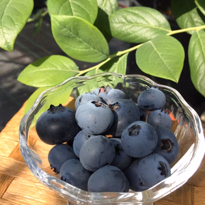 【めちゃくちゃうまいブルーベリー】小粒 2〜4品種食べ比べセット