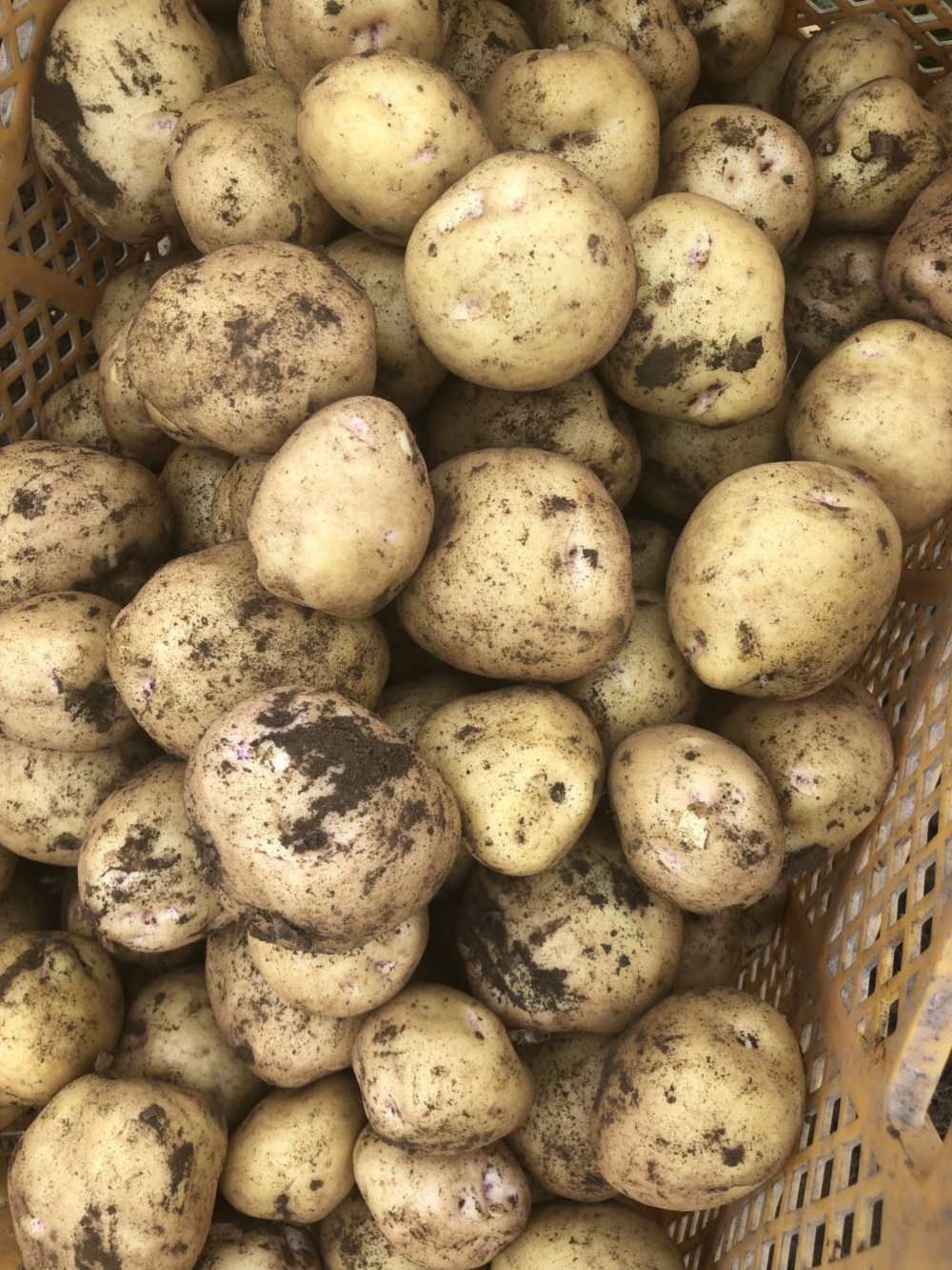 10月予約】共同購入用】訳ありジャガイモ「キタアカリ」 20kg