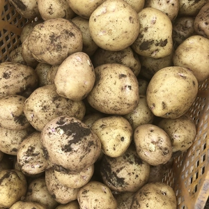 【10月予約】共同購入用】訳ありジャガイモ「キタアカリ」 20kg