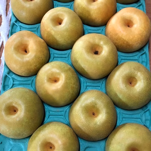 夏の味覚＾＾　綺麗な幸水梨 8月上旬～ 5キロ箱