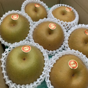 石川県産「加賀梨」サイズいろいろ！訳アリ新興(しんこう)梨