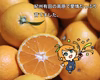 【お試し1kg】小玉サイズの早生みかん♪