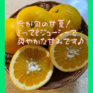 甘さあふれるジューシーな甘夏♪