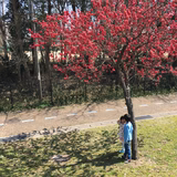 ふじわらめでゅ