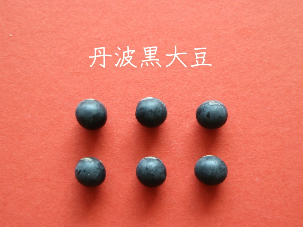 【お正月用　丹波黒大豆　２００g】本場丹波篠山産の丹波黒です
