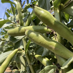 そら豆　【農薬、化学肥料なし】