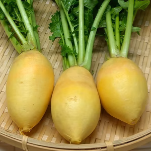 黄色蕪　農薬不使用（無農薬）栽培