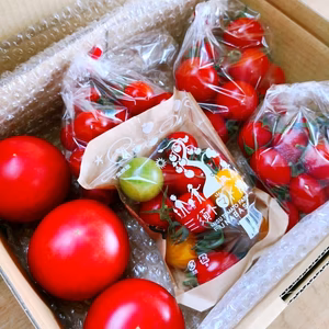 当店NO.1 三須トマト農園全種類セット　1.6kg