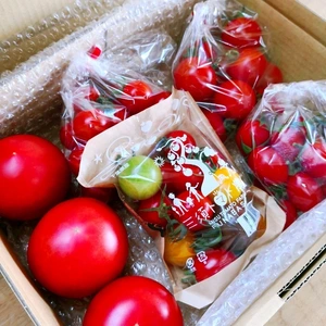 当店NO.1 三須トマト農園全種類セット　1.6kg