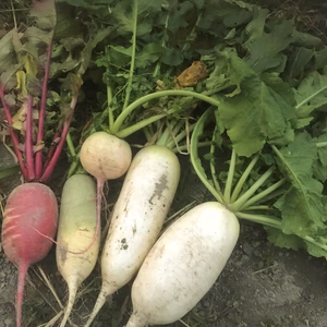 [食べ比べ！]色々旬の大根４～５種類　無農薬除草剤不使用！