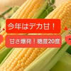 朝もぎたて!トウモロコシ【8or10本】8/17発送予定