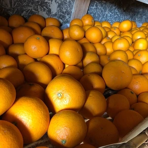 【農薬・化学肥料・除草剤不使用！】柑橘王国愛媛県自家農園のふぞろいの清見ちゃん1